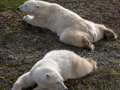 Almost time to go - mom and her 22 month old cub meander the pre-cambrian shield