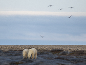 Almost time to go - mom and her 22 month old cub meander the pre-cambrian shield