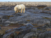 Almost time to go - mom and her 22 month old cub meander the pre-cambrian shield