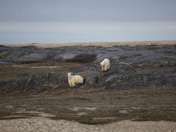 Almost time to go - mom and her 22 month old cub meander the pre-cambrian shield
