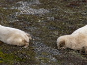 Almost time to go - mom and her 22 month old cub meander the pre-cambrian shield