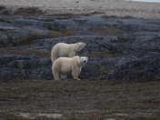 Almost time to go - mom and her 22 month old cub meander the pre-cambrian shield
