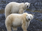 Almost time to go - mom and her 22 month old cub meander the pre-cambrian shield