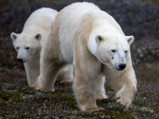 Almost time to go - mom and her 22 month old cub meander the pre-cambrian shield