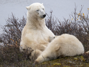 A tender moment for a polar bear mom and her yearling cub