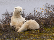 A tender moment for a polar bear mom and her yearling cub
