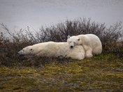 A tender moment for a polar bear mom and her yearling cub