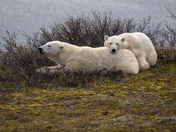 A tender moment for a polar bear mom and her yearling cub