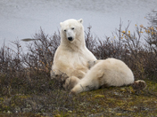 A tender moment for a polar bear mom and her yearling cub