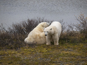 A tender moment for a polar bear mom and her yearling cub
