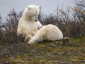 A tender moment for a polar bear mom and her yearling cub