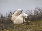 A tender moment for a polar bear mom and her yearling cub