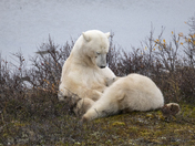 A tender moment for a polar bear mom and her yearling cub