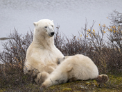 A tender moment for a polar bear mom and her yearling cub