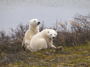 A tender moment for a polar bear mom and her yearling cub