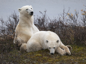 A tender moment for a polar bear mom and her yearling cub