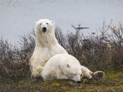A tender moment for a polar bear mom and her yearling cub
