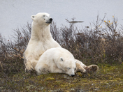 A tender moment for a polar bear mom and her yearling cub