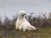 A tender moment for a polar bear mom and her yearling cub