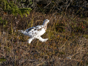 A Willow Ptarmigan hustles across the tundra to find solace in the dense willow shrubs