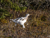 A Willow Ptarmigan hustles across the tundra to find solace in the dense willow shrubs