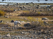A collection of polar bears in fall foliage at the edge of the Hudson Bay