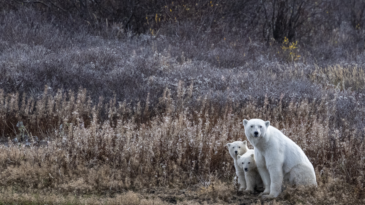 A collection of polar bears in fall foliage at the edge of the Hudson Bay