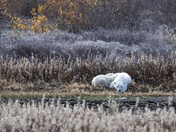 A collection of polar bears in fall foliage at the edge of the Hudson Bay