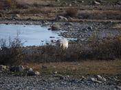 A collection of polar bears in fall foliage at the edge of the Hudson Bay