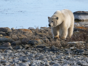 A collection of polar bears in fall foliage at the edge of the Hudson Bay