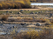 A collection of polar bears in fall foliage at the edge of the Hudson Bay