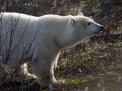 A collection of polar bears in fall foliage at the edge of the Hudson Bay