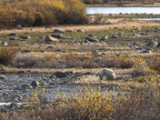 A collection of polar bears in fall foliage at the edge of the Hudson Bay