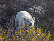 A collection of polar bears in fall foliage at the edge of the Hudson Bay