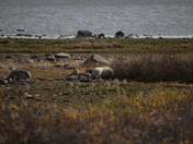 A collection of polar bears in fall foliage at the edge of the Hudson Bay