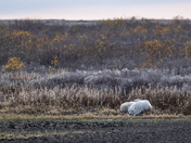 A collection of polar bears in fall foliage at the edge of the Hudson Bay