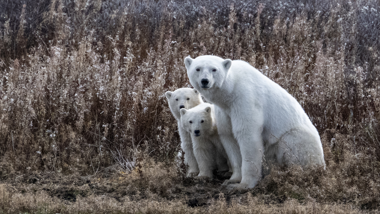 A collection of polar bears in fall foliage at the edge of the Hudson Bay