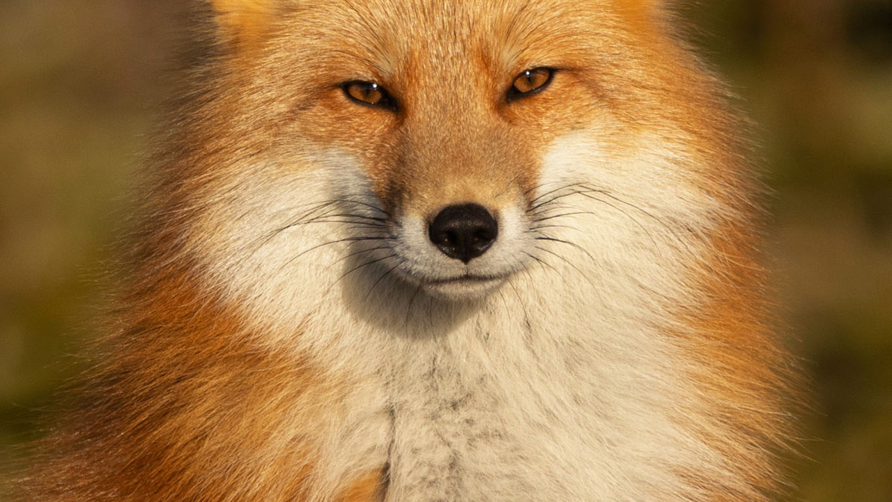 Vixen Stare 