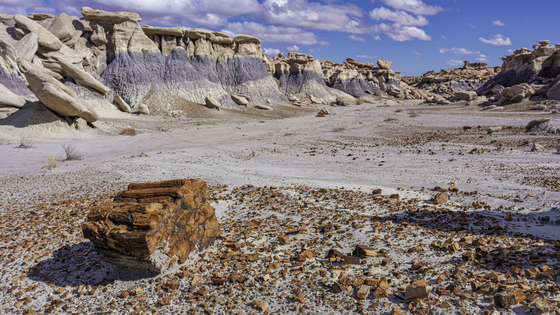 Petrified Forest National Park