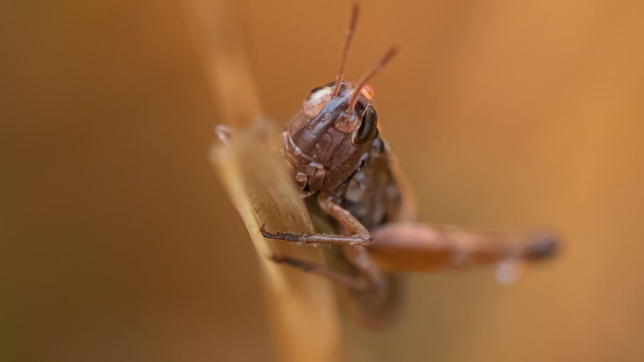 Raindrops Keep Falling on My Head