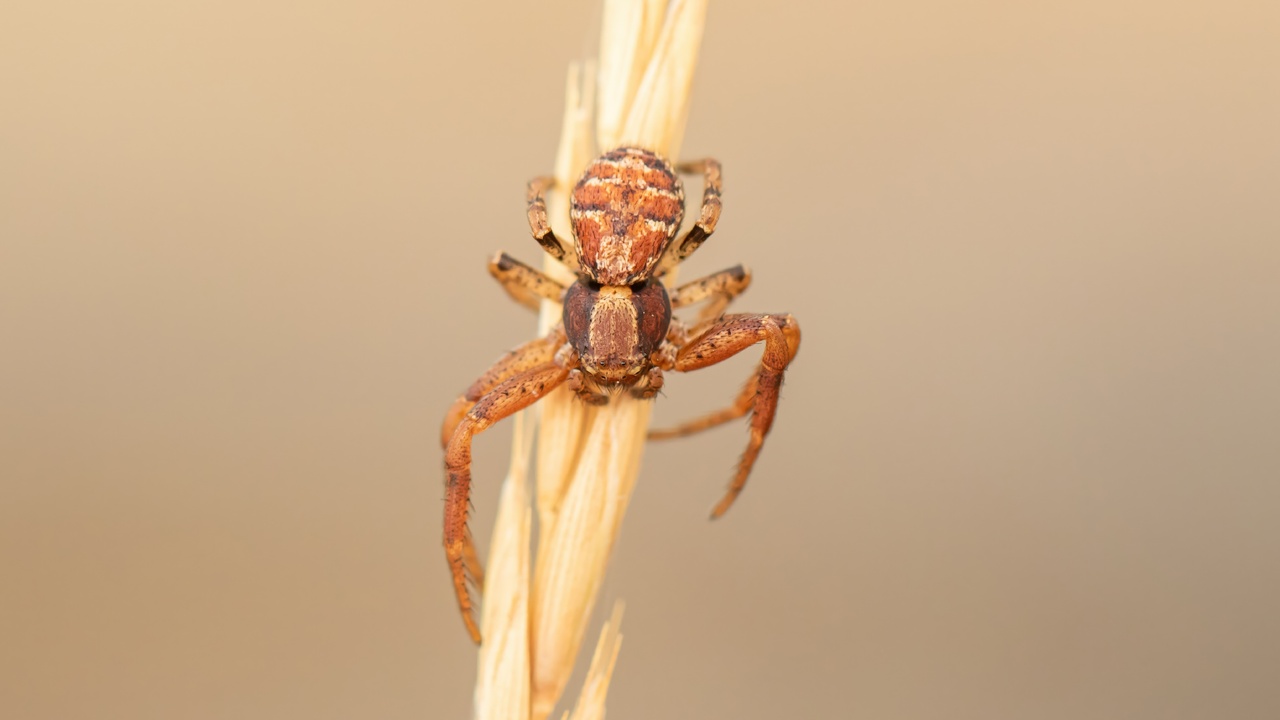 Somebody's Watching Me