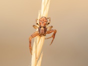 Somebody's Watching Me