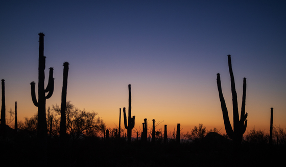 Saguaro National Park West