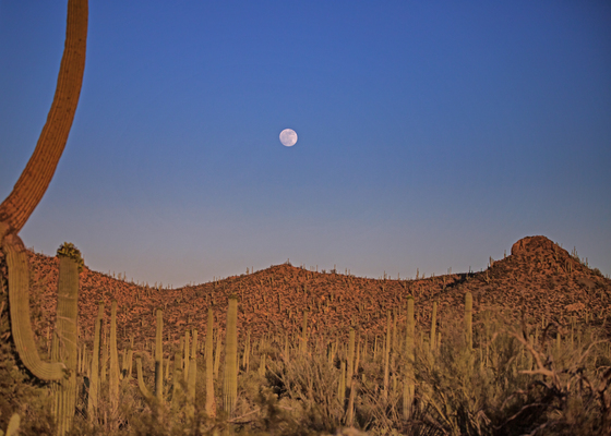 Saguaro National Park