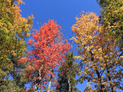 Coronado National Forest