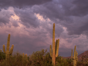 Saguaro National Park