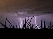 Saguaro National Park