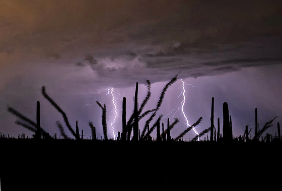 Saguaro National Park