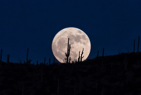Saguaro National Park