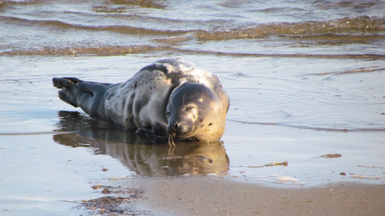 Seal Napping and its Reflection